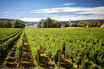 Load image into Gallery viewer, Vineyards near the city of Beaune in Burgundy, France.
