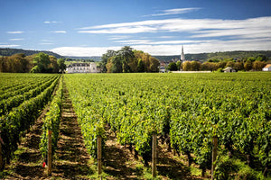 Vineyards near the city of Beaune in Burgundy, France.