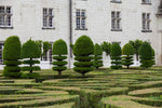 Load image into Gallery viewer, The manicured trees in Villandry gardens.
