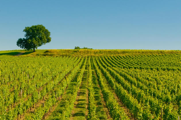 Vineyards near the town of Saint-Émilion in Bordeaux, France. 