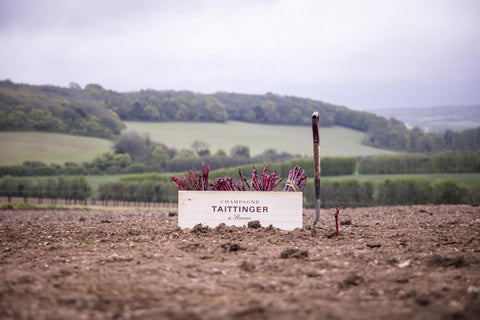 Half Day Champagne tour of Taittinger